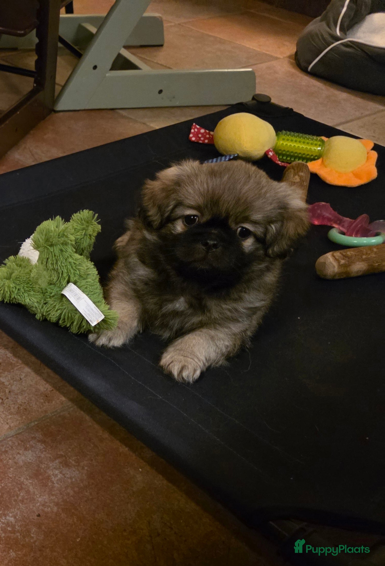 Tibetaanse Spaniel honden Tibetaanse spaniel, nog 1 pup beschikbaar (Groning - Advertentie 5