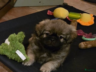 Tibetaanse Spaniel honden Tibetaanse spaniel, nog 1 pup beschikbaar (Groning - Advertentie 5