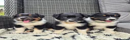 Australian Shepherd honden te koop: Nog 2 australian shepherd reutjes zoeken een thuis - Advertentie 9