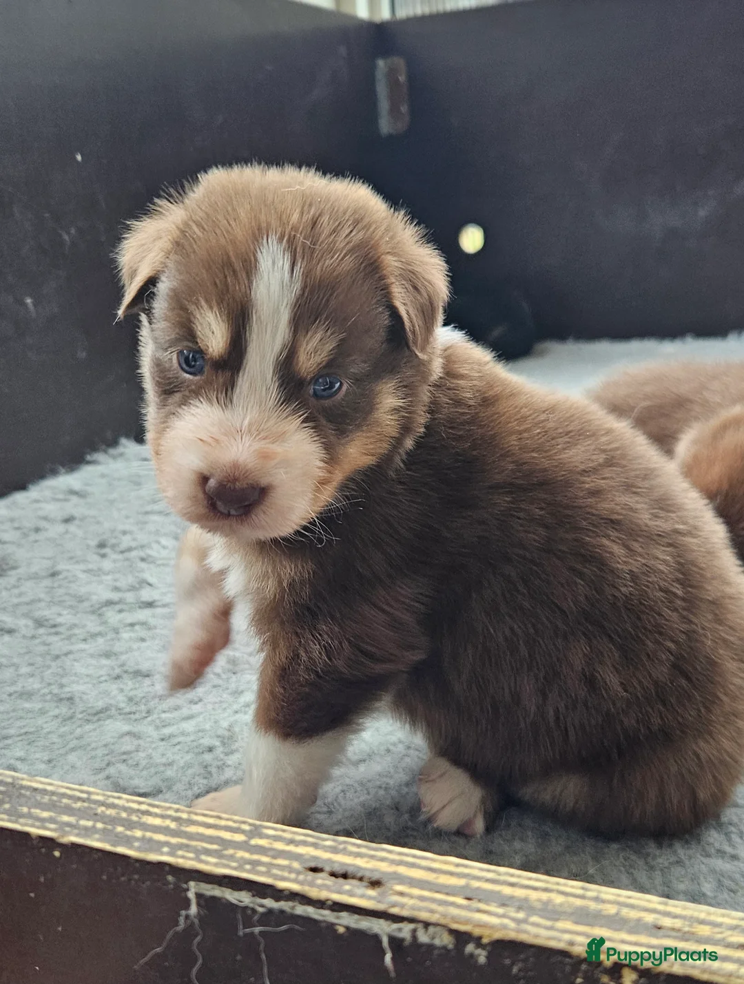 Kruising honden te koop: Prachtige kruising pups - Advertentie 11