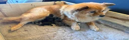 Kruising honden te koop: 🐾 4 Teddypoo pups geboren |ToyPoedelXTeddydog 🤎 - Advertentie 14