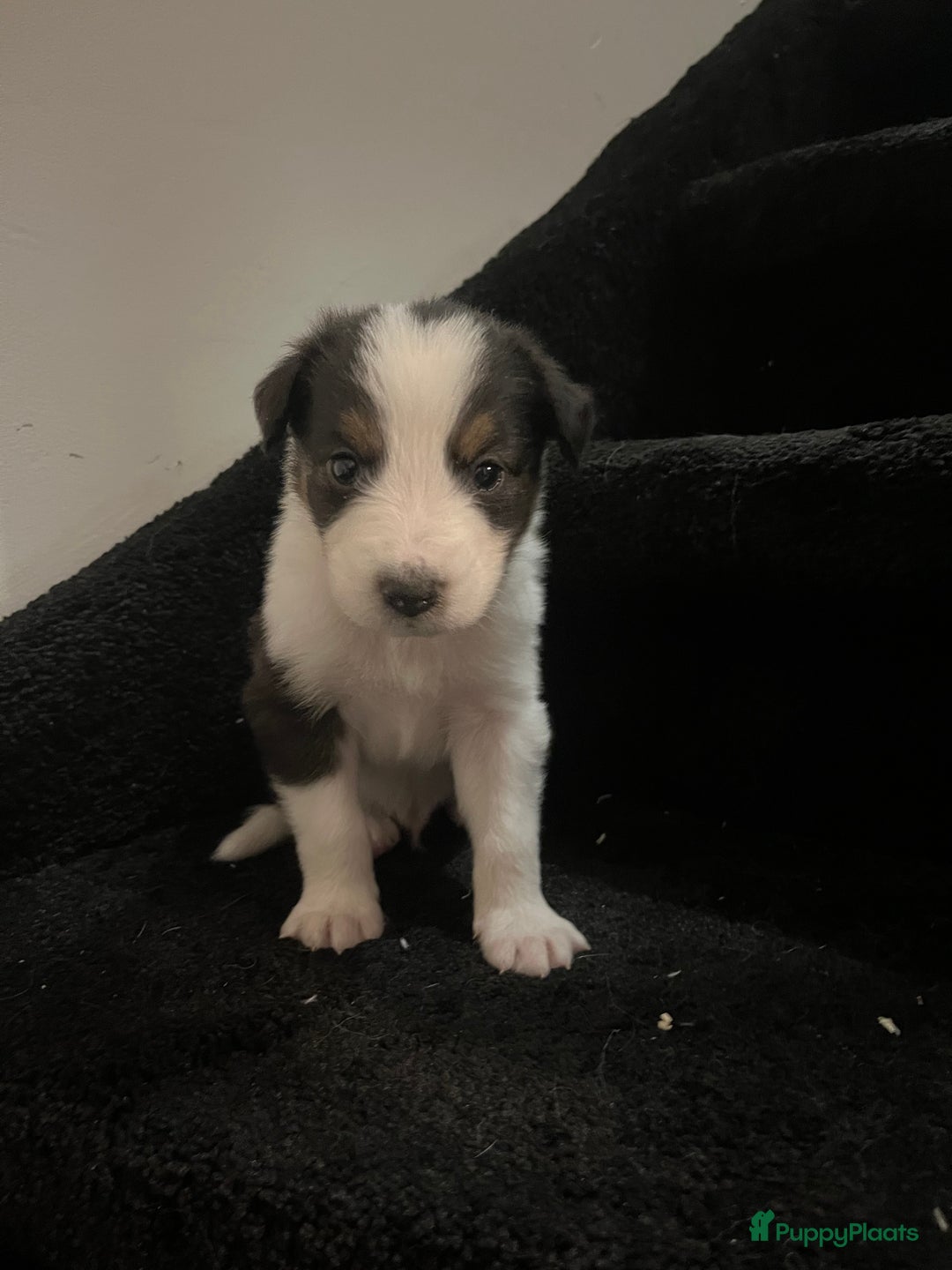 Australian Shepherd honden te koop: Raszuivere Australian Shepherd pups - Advertentie 10