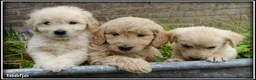 Goldendoodle honden te koop: Goldendoodle pups. Zie omschrijving. - Advertentie 13