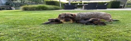 Ruwhaar Teckel honden te koop: Teckel ruwhaar pups standaard FCI-stamboom - Advertentie 8