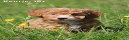 Maltipoo honden te koop: Knappe Maltipoo pups - Advertentie 22