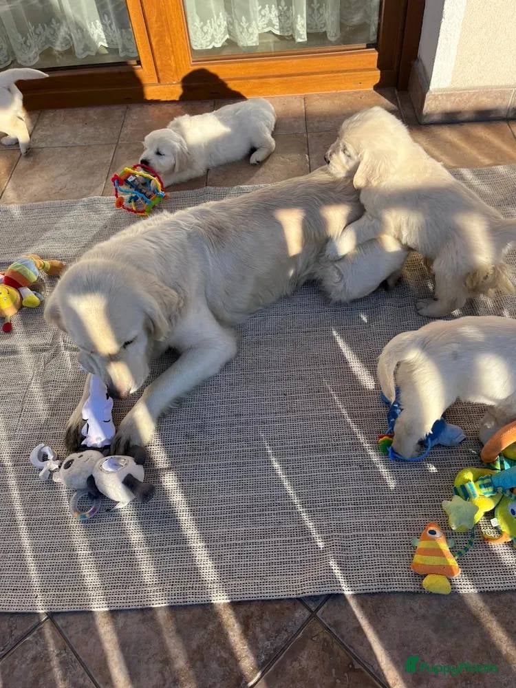 Golden Retriever honden Golden Retriever pups beschikbaar - Advertentie 1