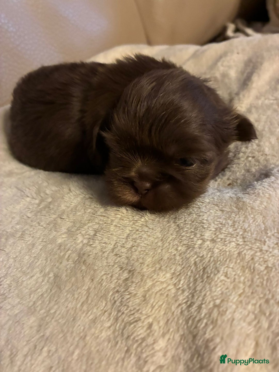 Shih Tzu honden te koop: Shih tzu pups  - Advertentie 4