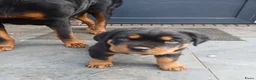 Rottweiler honden te koop: Super leuke en lieve rottweiler pups - Advertentie 4