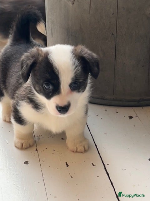 Welsh Corgi Cardigan honden Lief nestje met corgi pups beschikbaar - Advertentie 1