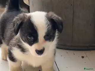 Welsh Corgi Cardigan honden Lief nestje met corgi pups beschikbaar - Advertentie 1