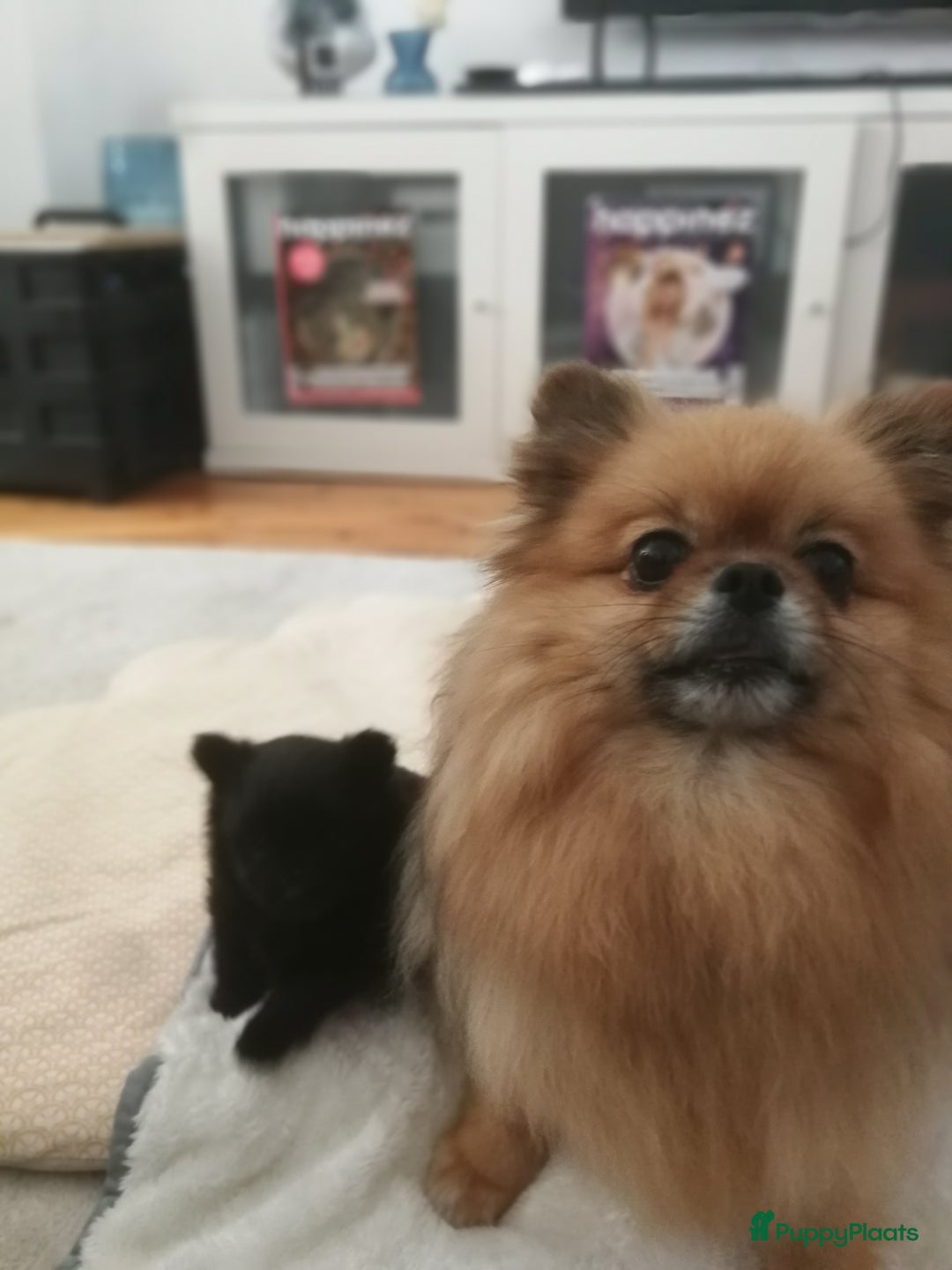 Pomeriaan honden te koop: Speels & Lief Pomeriaan Reutje en Teefje! - Advertentie 3