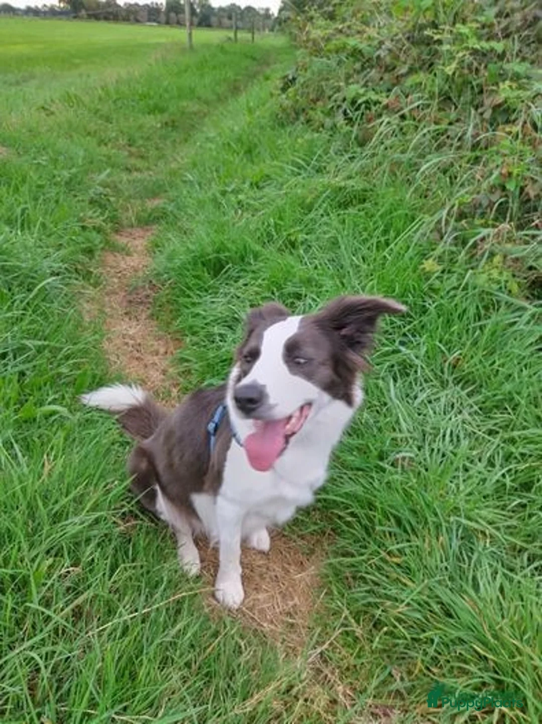 Border Collie honden ter dekking: Border Collie Dekreu in Terneuzen - Advertentie 19