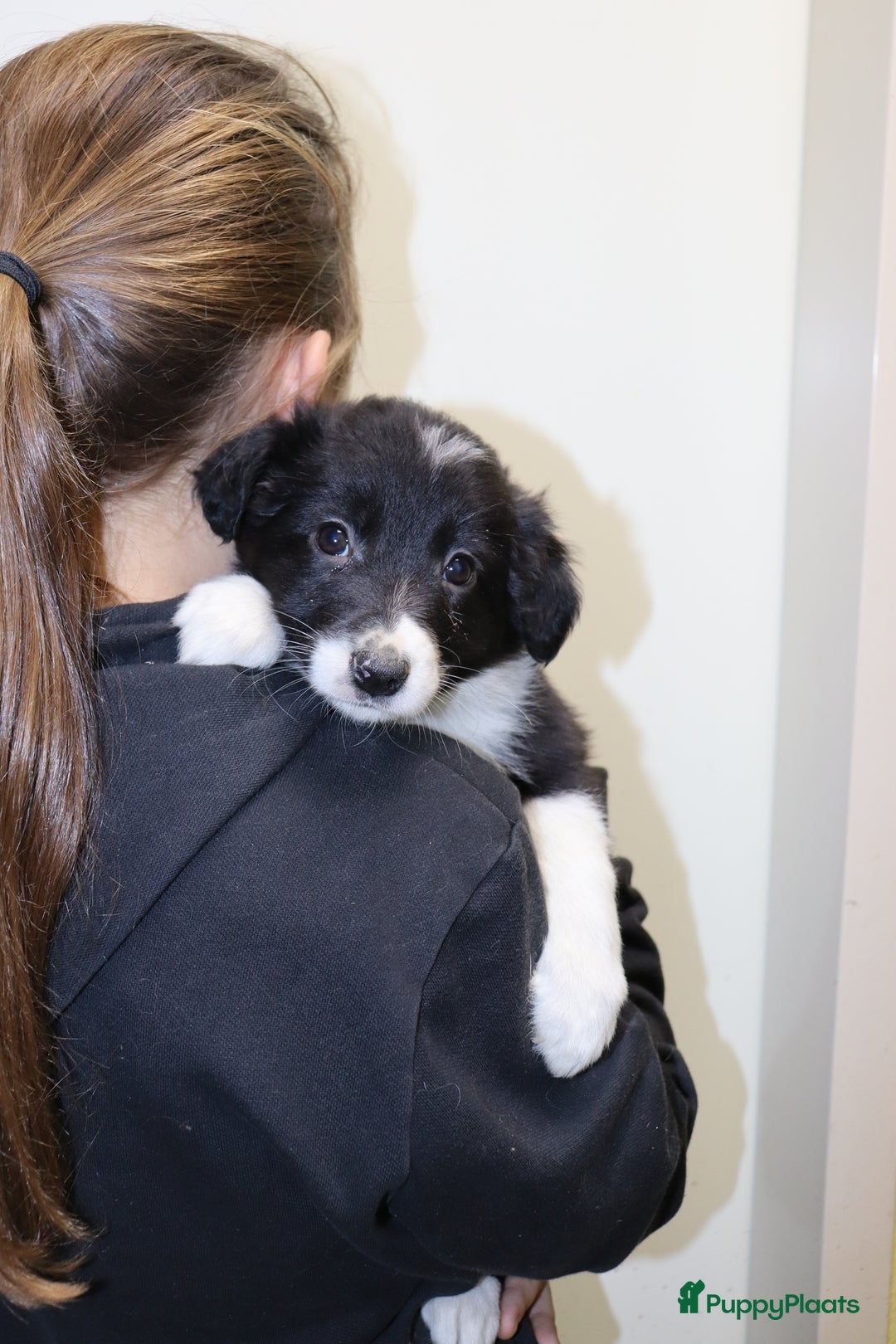 Border Collie honden te koop: Super Schattige border collie pups te koop - Advertentie 20