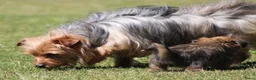 Morkie honden te koop: Leuk Morkie Teefje - Advertentie 2