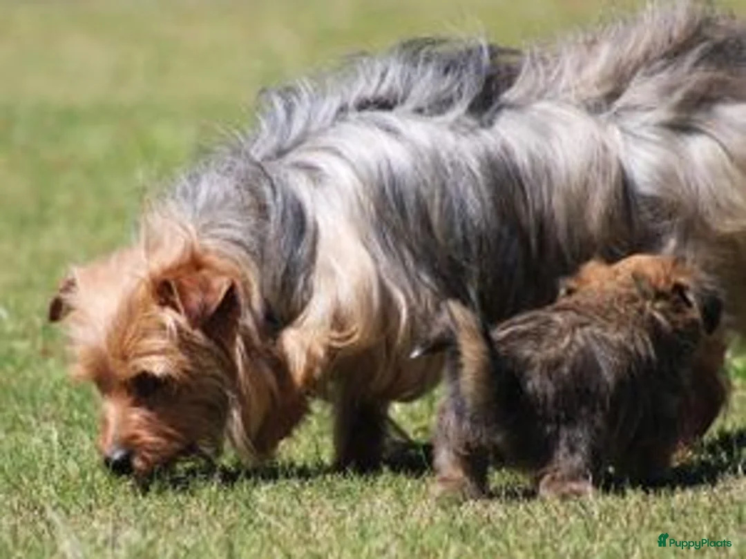 Morkie honden te koop: Leuk Morkie Teefje - Advertentie 2
