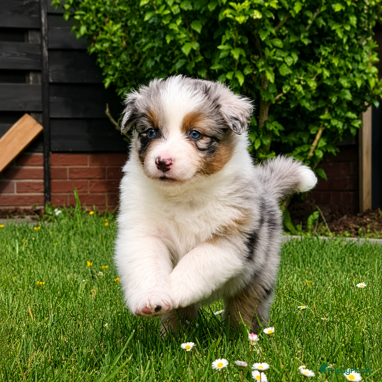 Australian Shepherd honden Stamboom pups geboren!  - Advertentie 1