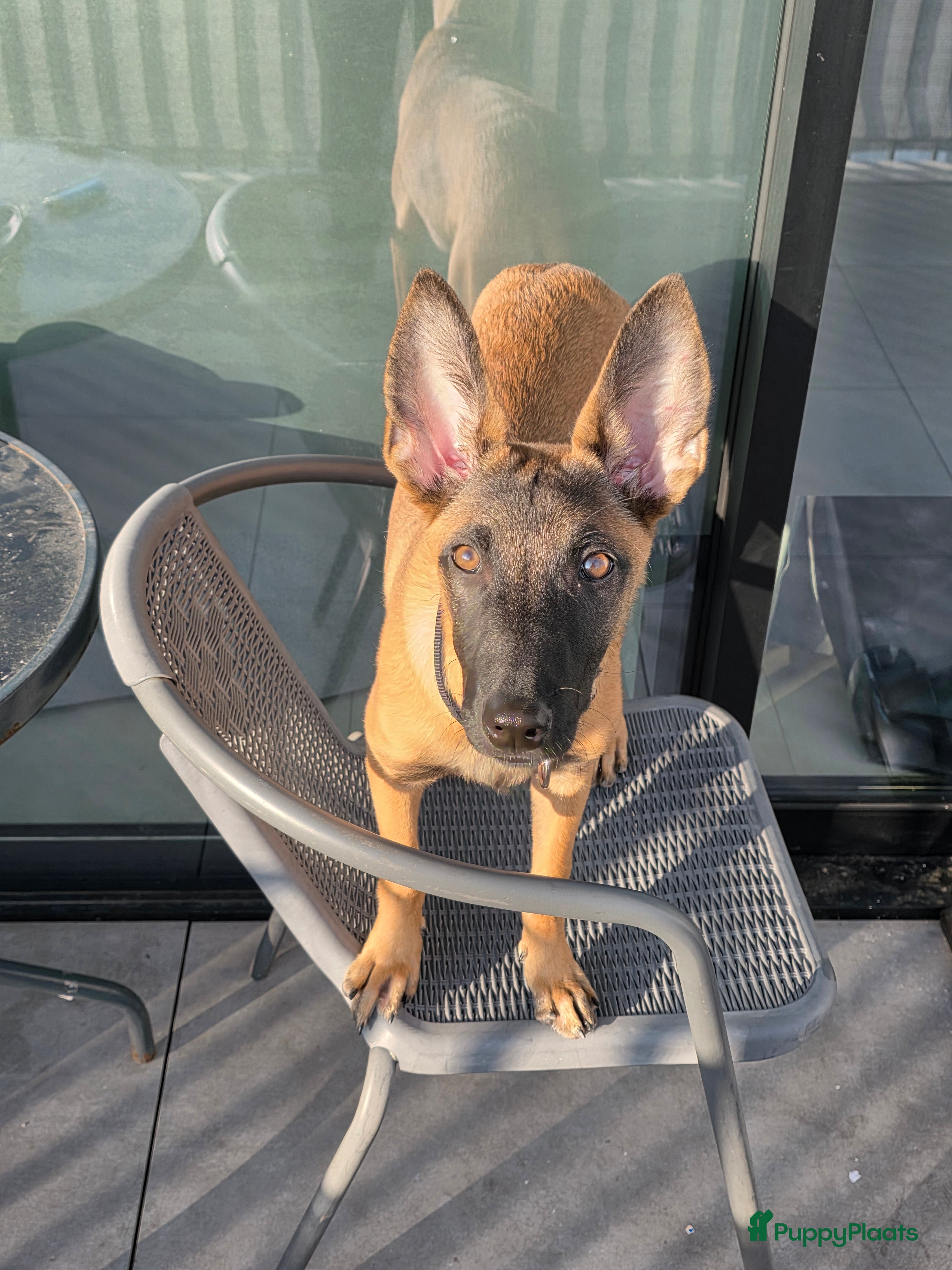 Mechelse Herder honden Mechelse herder pup - Advertentie 2