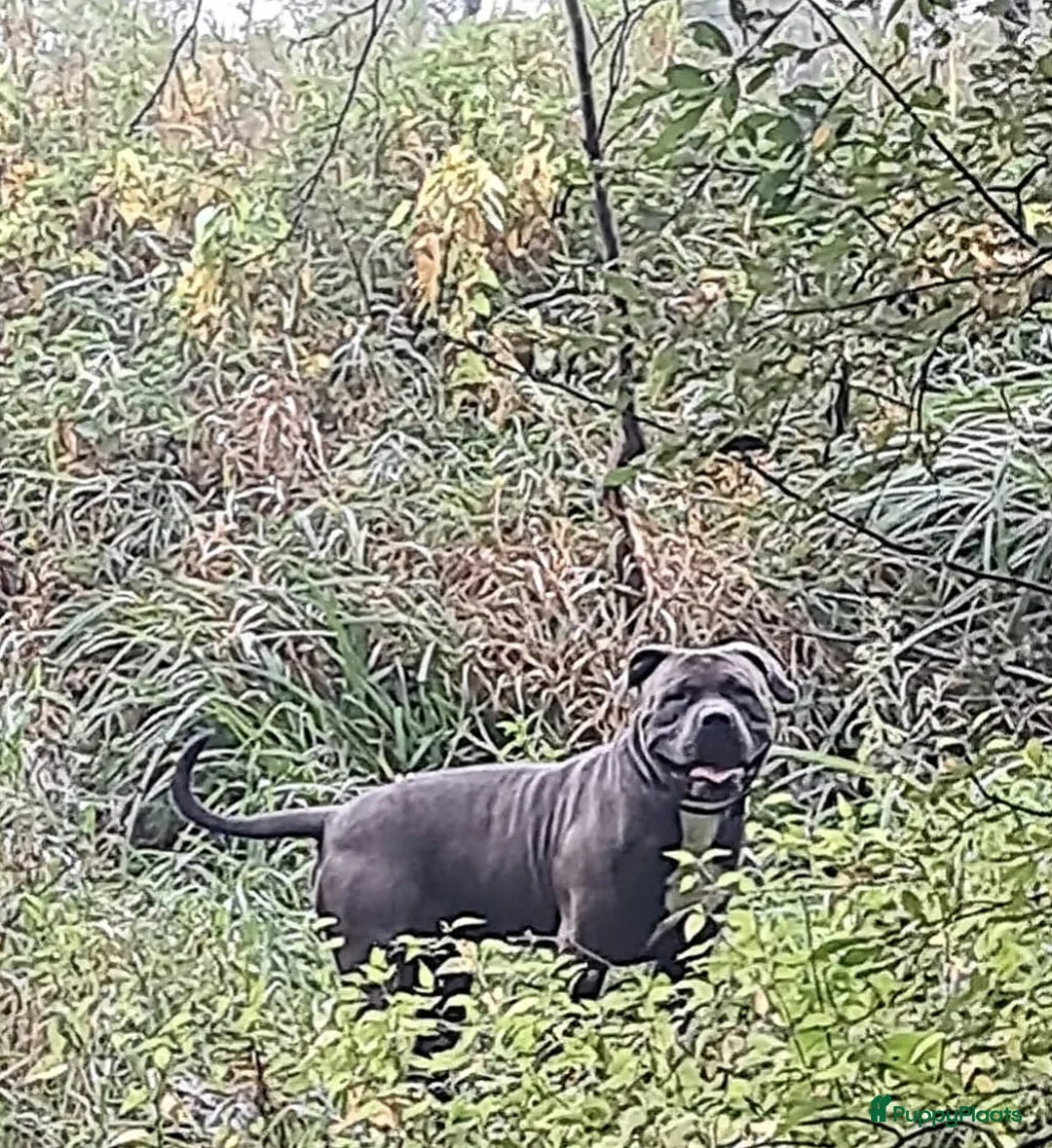 Amerikaanse Bully honden ter adoptie: American Bully XXL bgk bloedlijn - Advertentie 1