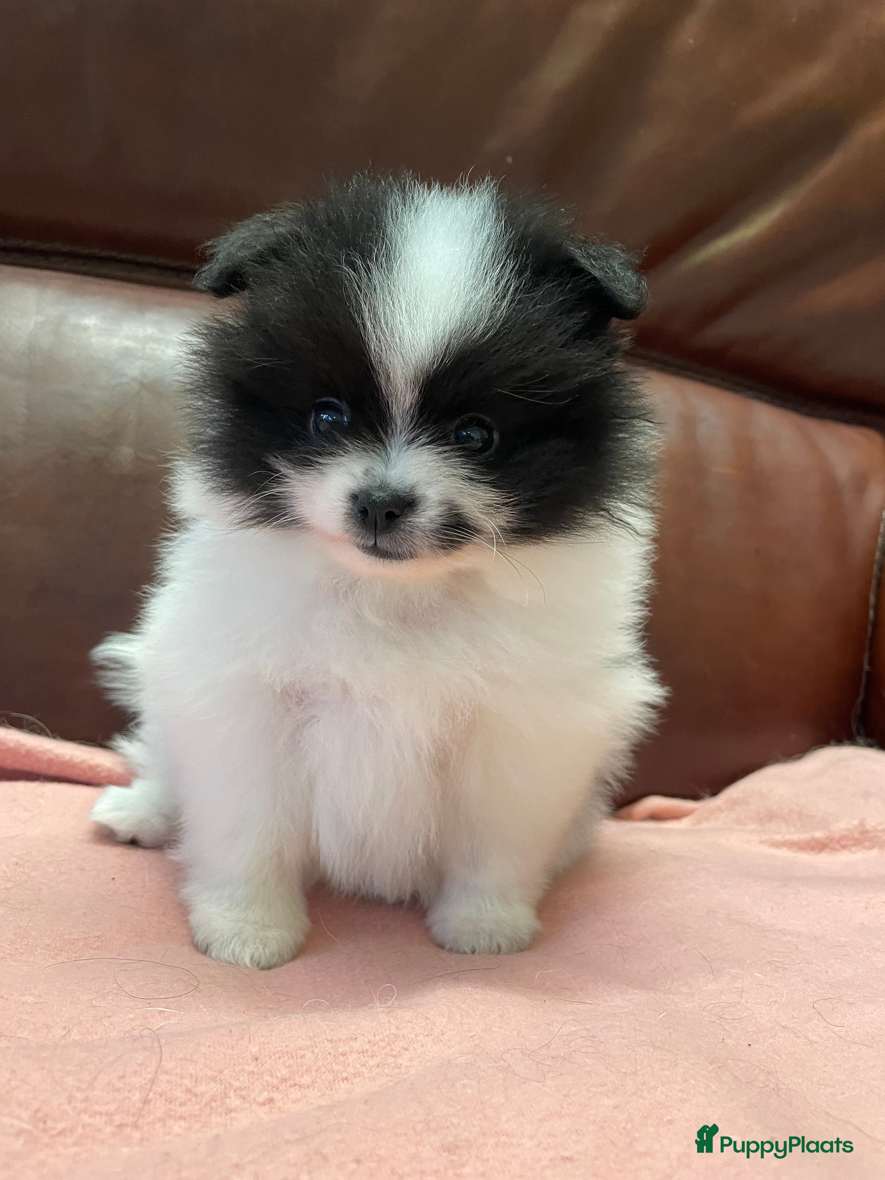 Pomeriaan honden 4 Prachtige pomeriaan/dwergkees pups. 💙💜 - Advertentie 1