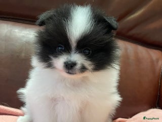 Pomeriaan honden 4 Prachtige pomeriaan/dwergkees pups. 💙💜 - Advertentie 2