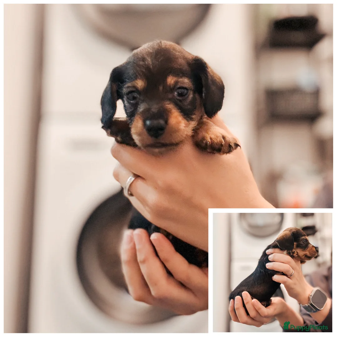 Ruwhaar Teckel honden te koop: Kaninchen/dwerg ruwharige teckeltjes  - Advertentie 5