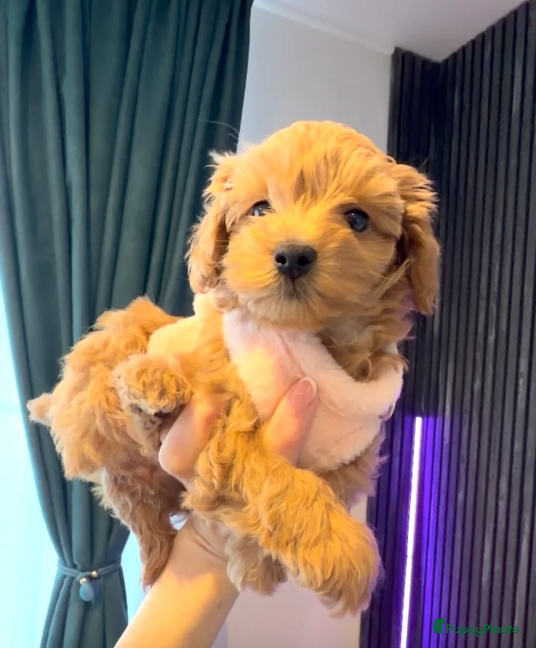 Maltipoo honden te koop: Schattige maltipoo pups thuisnestje - Advertentie 11