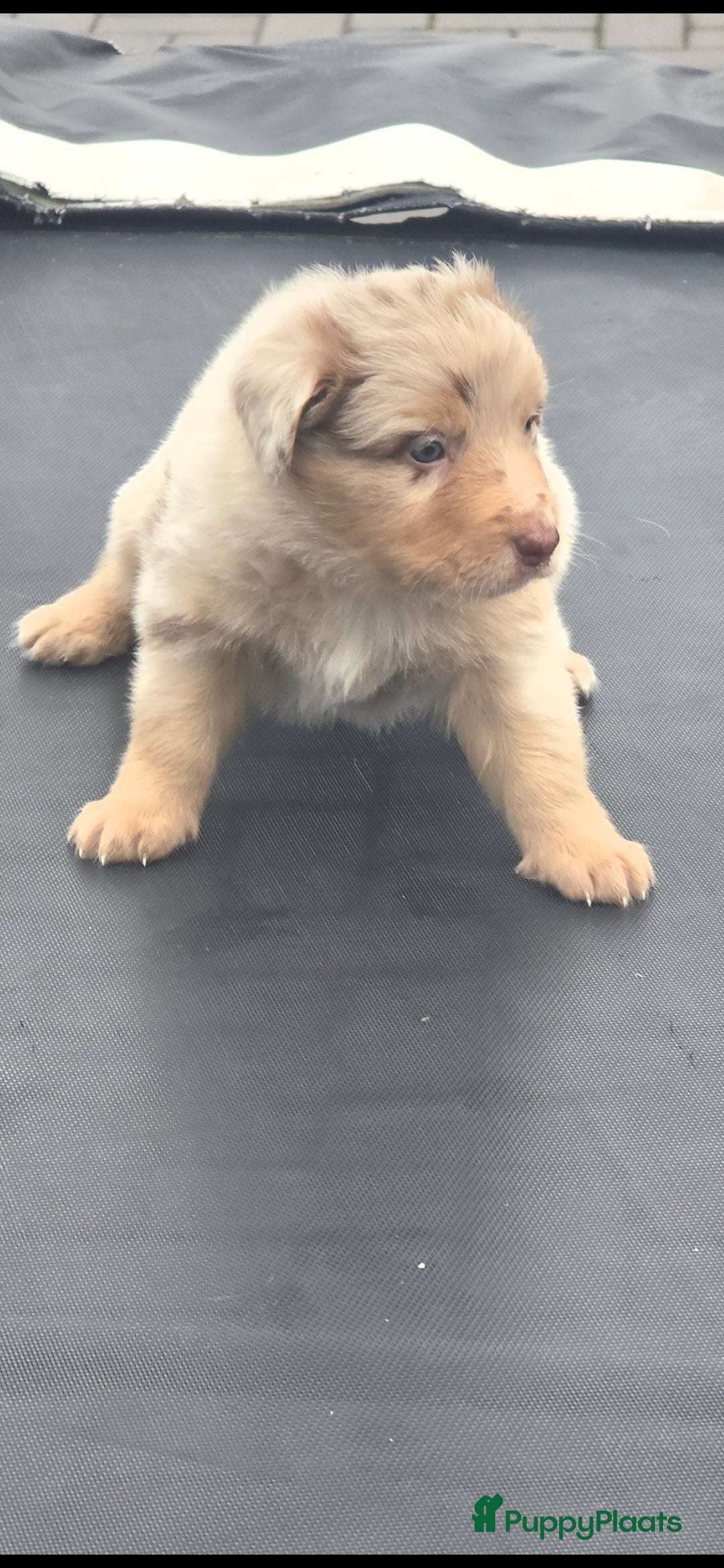 Australian Shepherd honden te koop: Mooie australian sherperd pups. - Advertentie 22