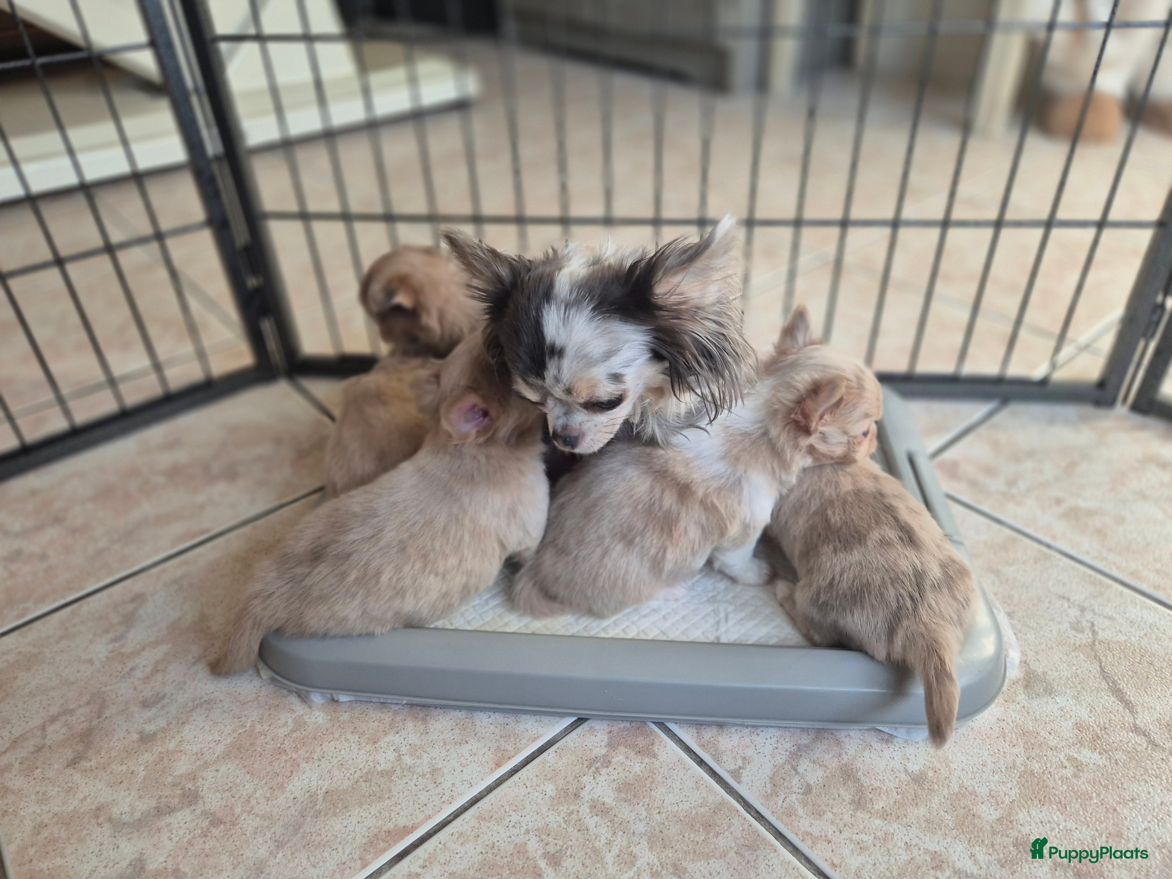 Chihuahua honden Chihuahuapups creme red merle - Advertentie 4