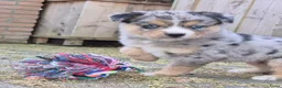 Kruising honden te koop: Mini australian shepherd pup - Advertentie 13