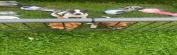 Jack Russel Terriër honden te koop: Nog 2 mooie Jack Russel Pups - Advertentie 8