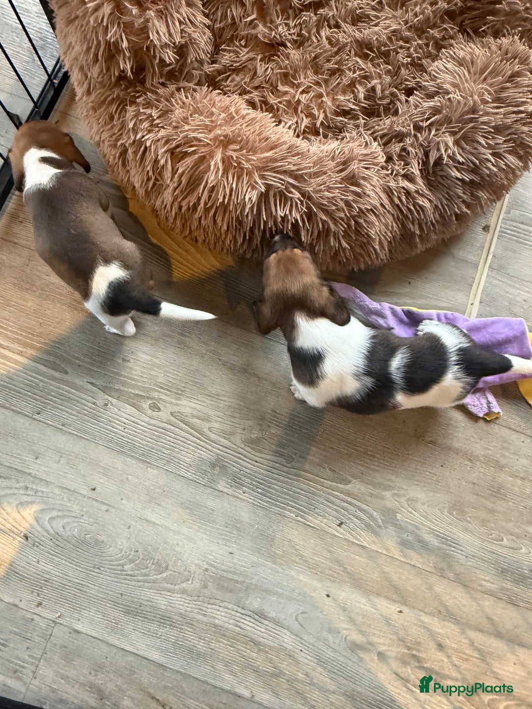 Teckel (korthaar)  honden te koop: Piebald dwergteckel pups - Advertentie 33