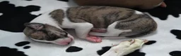 Whippet honden te koop: Whippetpupjes - Advertentie 2