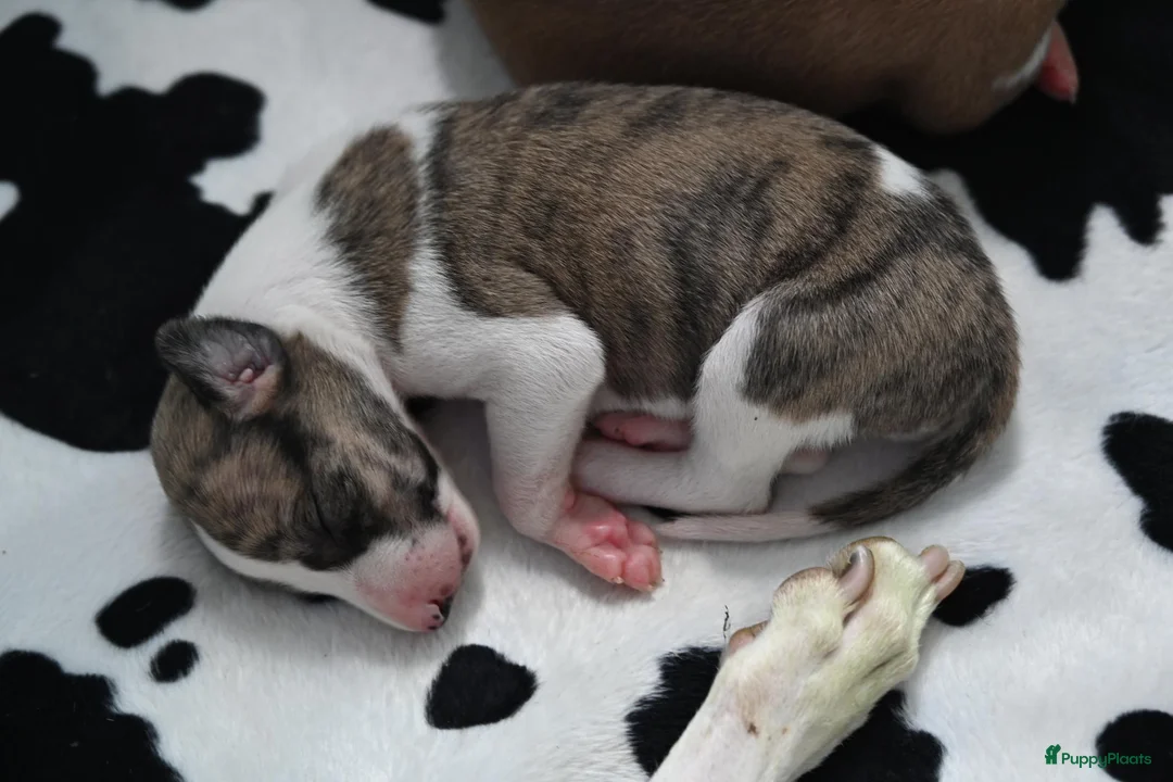 Whippet honden te koop: Whippetpupjes - Advertentie 2