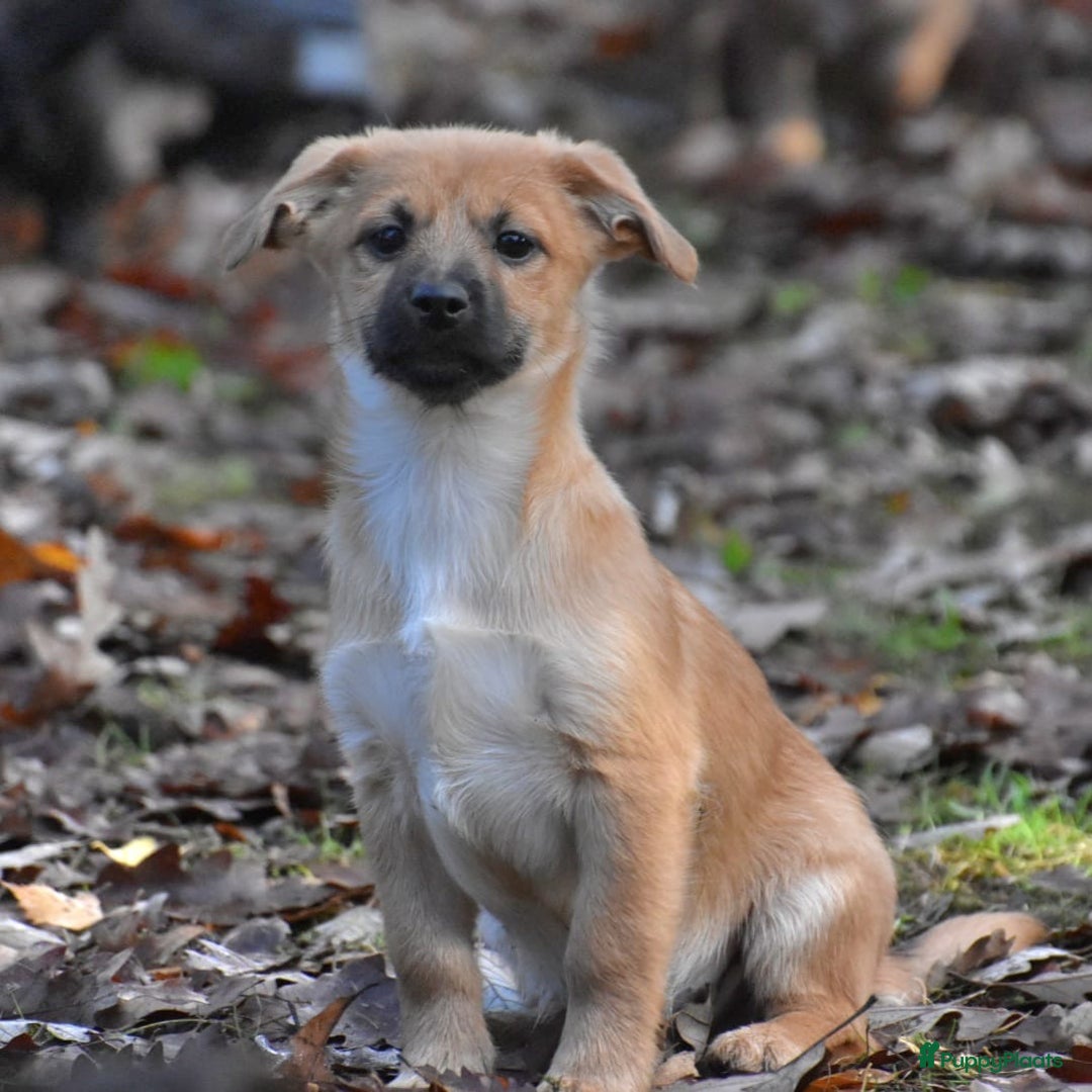 Boomer honden te koop: Super leuke zeer vrije Boomer pups - Advertentie 9