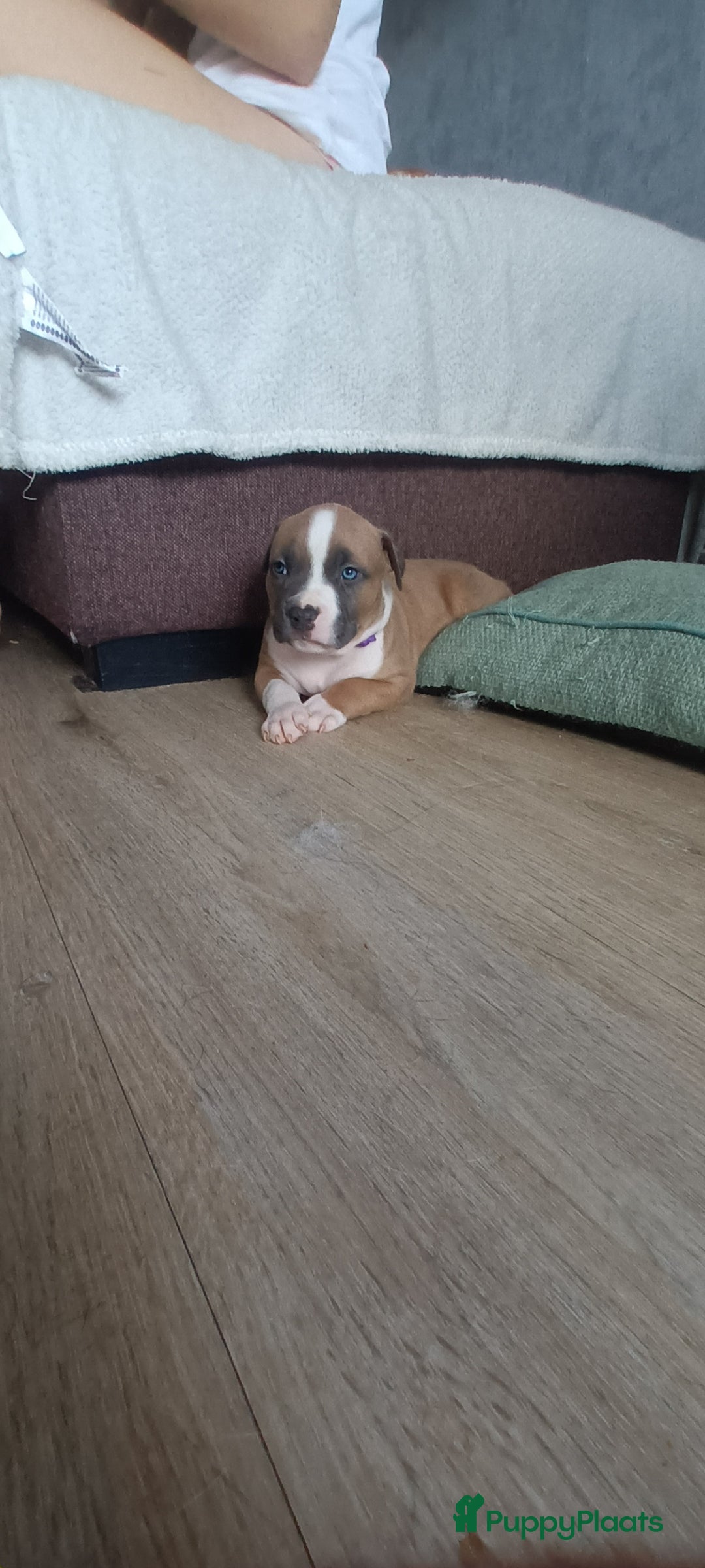 American Staffordshire Terriër honden te koop: beautiful Puppies for sale   - Afbeelding 8