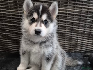Pomsky honden Pomsky Pup🐾5 weken🐾Mag vanaf kerst🎄verhuizen🎄 - Advertentie 6