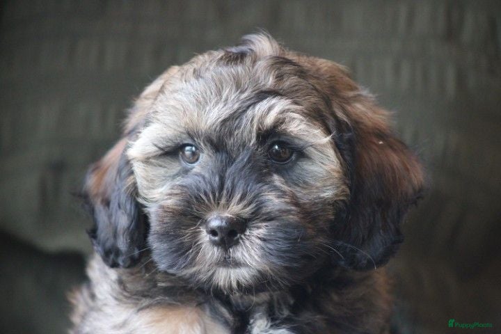 Maltipoo honden Knappe Maltipoo pup. - Advertentie 1