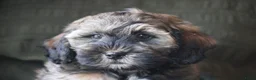Maltipoo honden te koop: Knappe Maltipoo pup. - Advertentie 1
