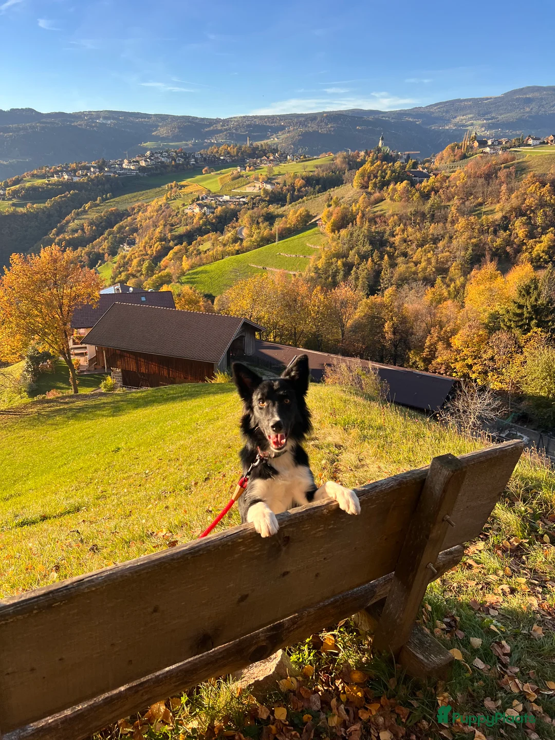 Bearded Collie honden ter dekking: Border Collie reu UK-stamboom dekking  in Blokker - Advertentie 2