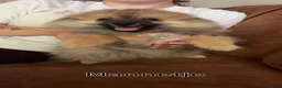 Kruising honden te koop: 4 Prachtige Keeshond/Pomeriaan pups (Oranje-Sabel) in Den Haag - Advertentie 11
