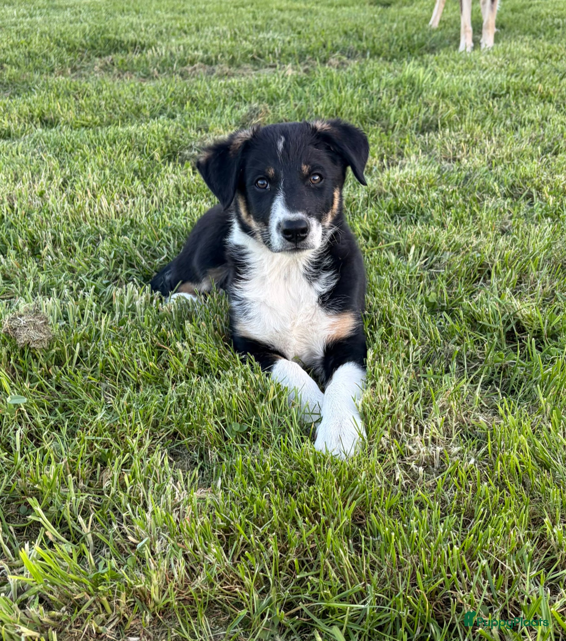 Border Collie honden Border collie Reutje met fci stamboom - Advertentie 1