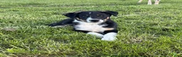 Border Collie honden te koop: Border collie Reutje met fci stamboom - Advertentie 1
