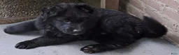 Duitse Herder honden te koop: Langstokharige Duitse Herder puppies zw.en zw/br  - Advertentie 10