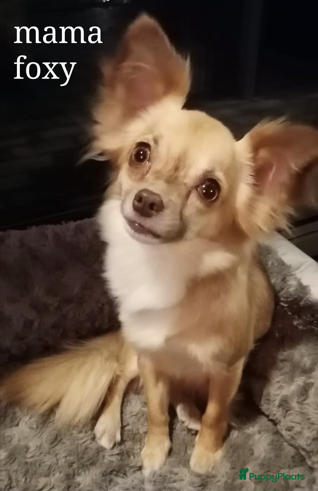 Chihuahua honden te koop: Chihuahua - Advertentie 2