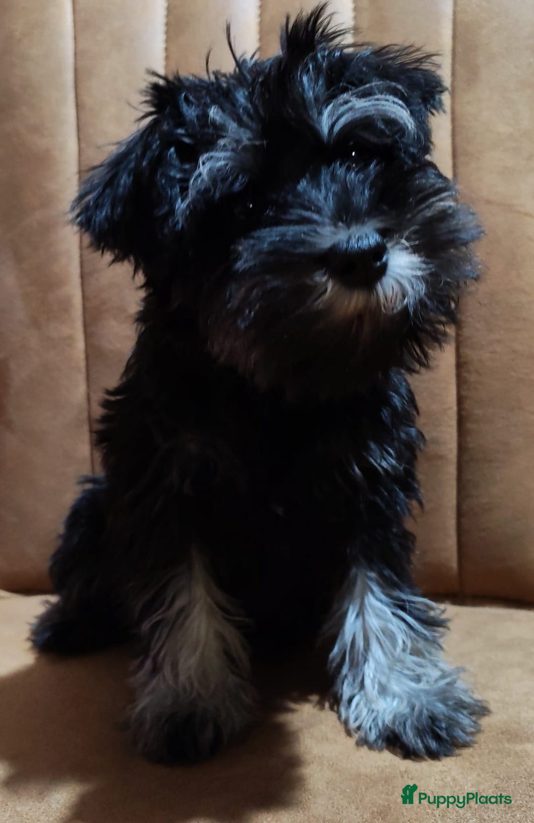 Dwergschnauzer honden te koop: Dwergschnauzer pups - Advertentie 5