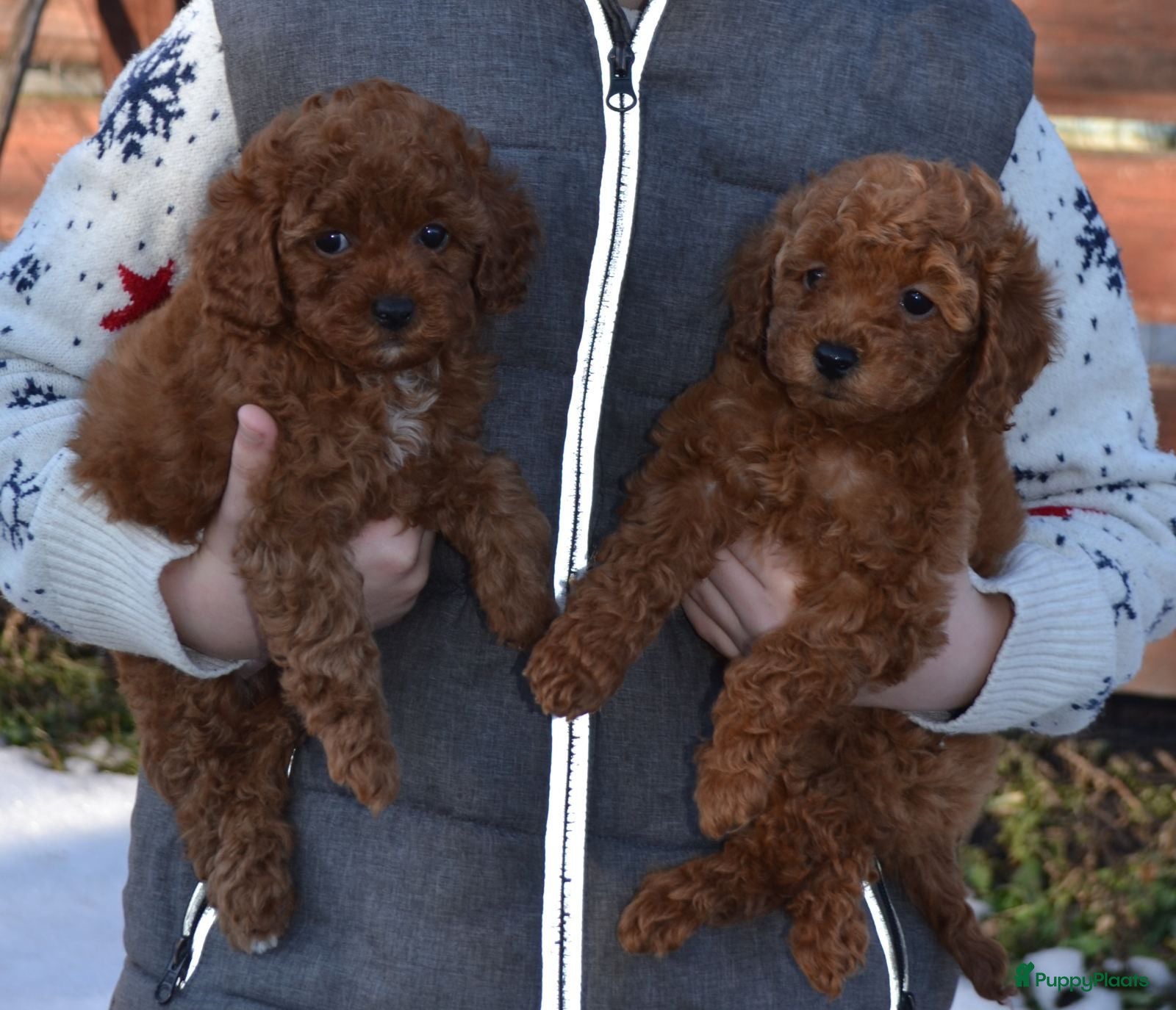 Poedel Toy honden Toypoedel pups - Advertentie 2