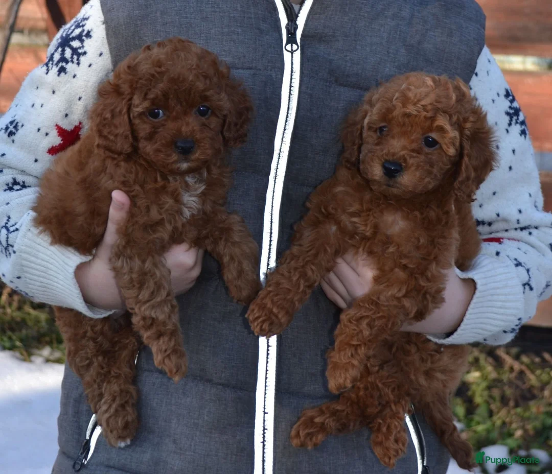 Poedel Toy honden te koop: Toypoedel pups - Advertentie 1