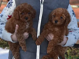 Poedel Toy honden Toypoedel pups - Advertentie 2