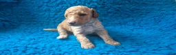 Cockapoo honden te koop: Hele mooie cockapoo pupjes - Advertentie 8