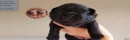 Franse Bulldog honden te koop: Prachtige Franse Bulldog pups met stamboom - Advertentie 19